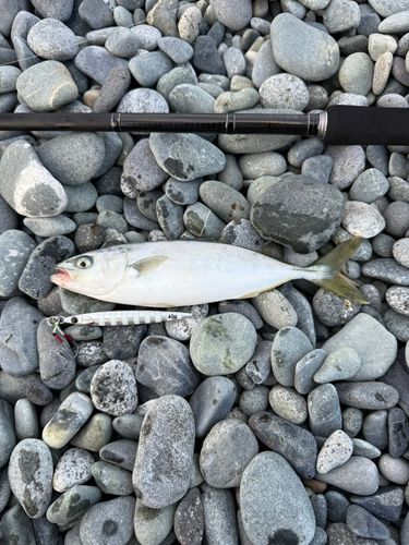 ワカシの釣果