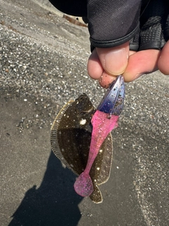 ソゲの釣果