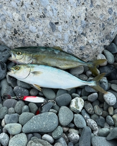 ワカシの釣果