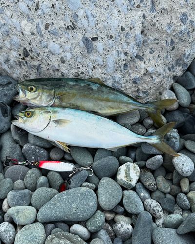 ワカシの釣果
