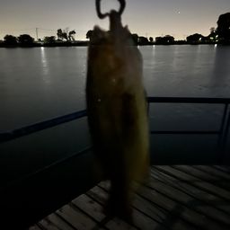 ブラックバス