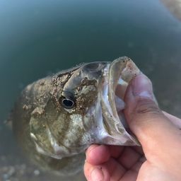 スモールマウスバス