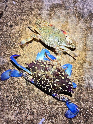 ワタリガニの釣果