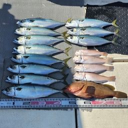 サバ
