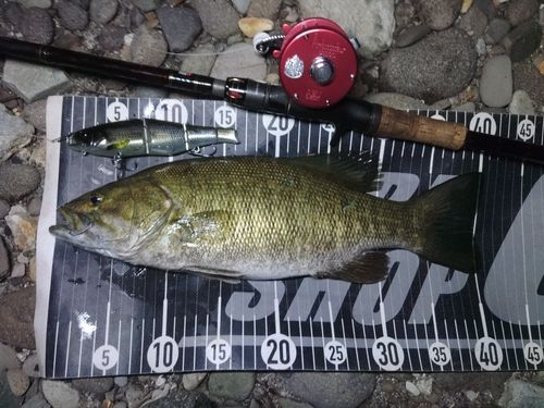 スモールマウスバスの釣果