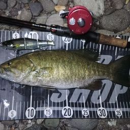 スモールマウスバス