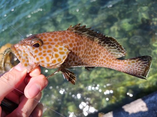 オオモンハタの釣果