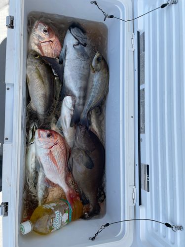 イサキの釣果