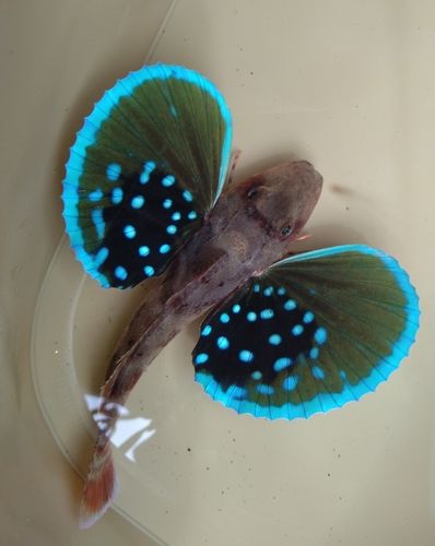 ホウボウの釣果