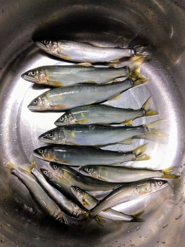 アユの釣果