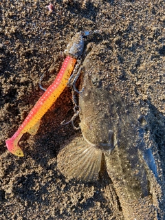 マゴチの釣果