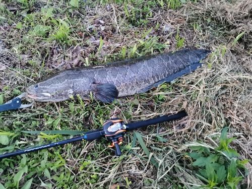 ライギョの釣果