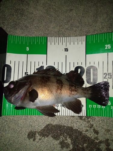メバルの釣果