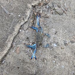 ワタリガニ