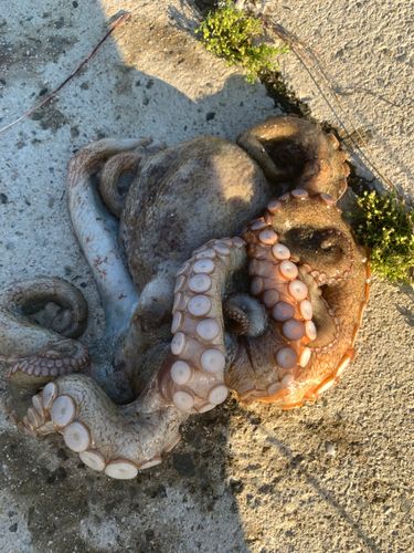 タコの釣果