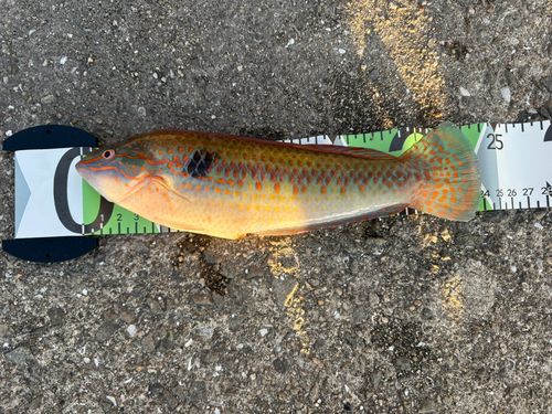 キュウセンの釣果