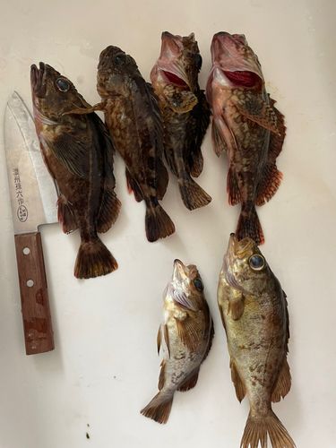 カサゴの釣果