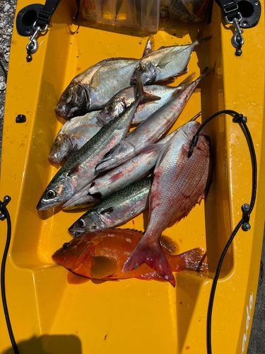 カイワリの釣果