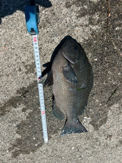 メジナの釣果