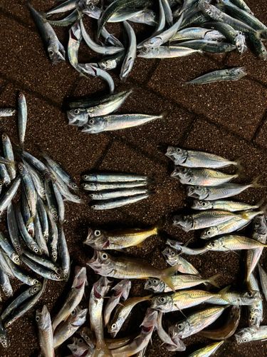 ウルメイワシの釣果