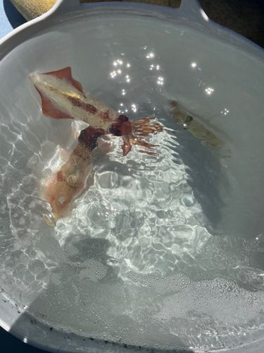 マルイカの釣果