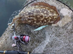 コウイカの釣果