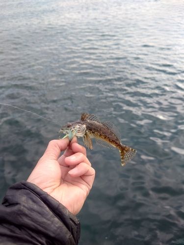 ハゼの釣果