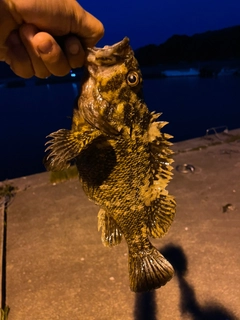 オウゴンムラソイの釣果