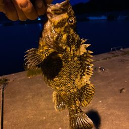 オウゴンムラソイ