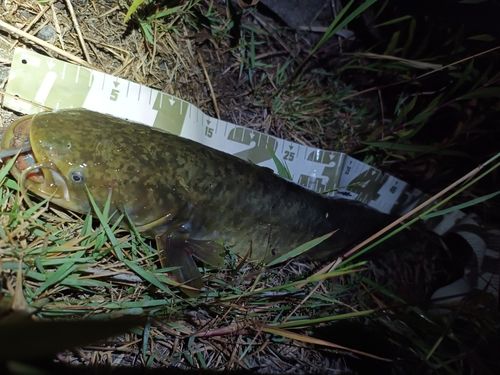 ナマズの釣果