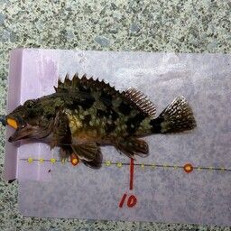 オウゴンムラソイ