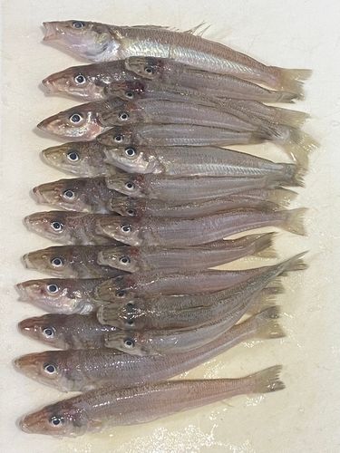 シロギスの釣果