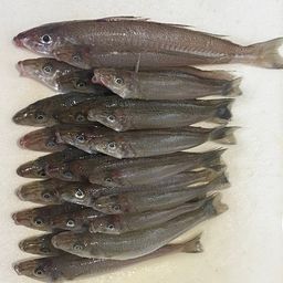 シロギス