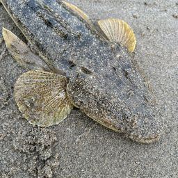 マゴチ