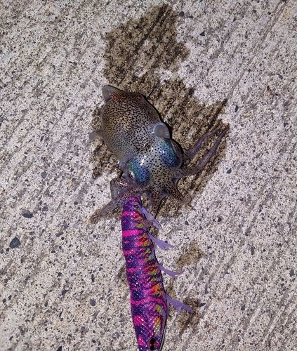 コウイカの釣果