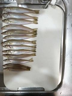キスの釣果