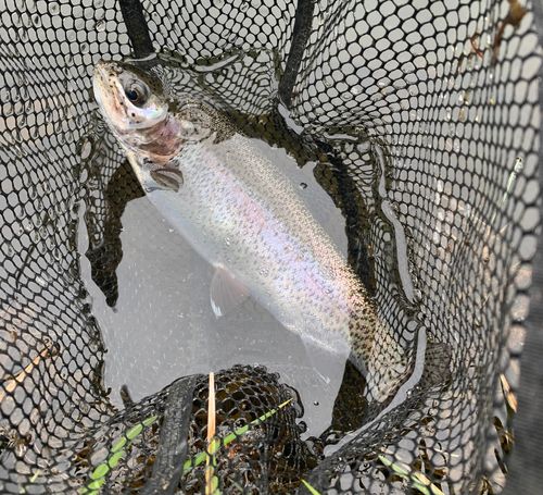レインボートラウトの釣果