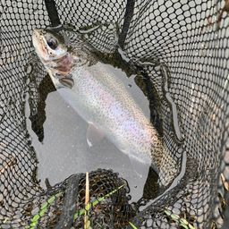 レインボートラウト