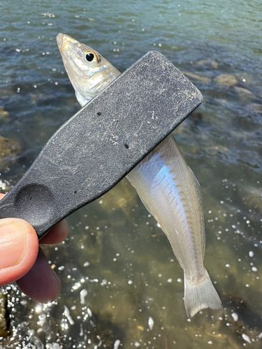 シロギスの釣果