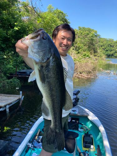 ブラックバスの釣果