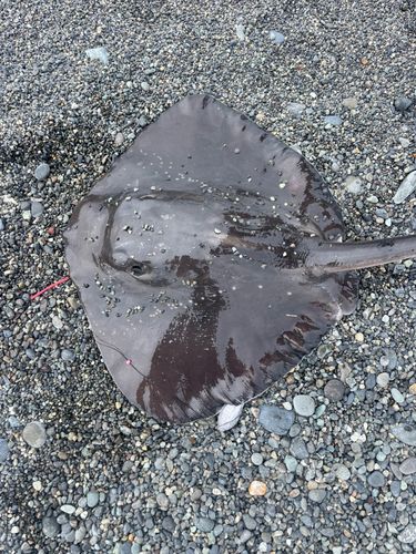 ホシエイの釣果