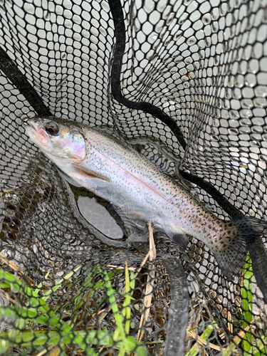 レインボートラウトの釣果