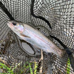 レインボートラウト