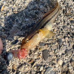 アカオビシマハゼ