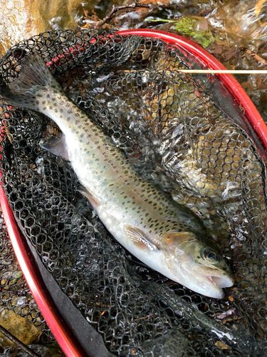 レインボートラウトの釣果