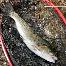 レインボートラウト