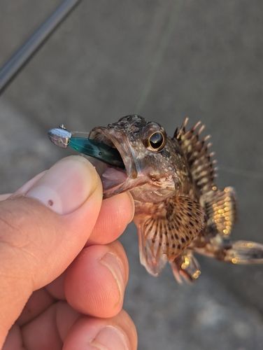 アラカブの釣果
