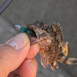 アラカブ
