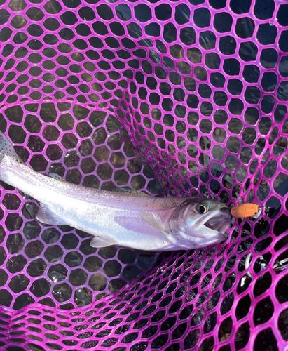 ニジマスの釣果