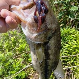 ラージマウスバス